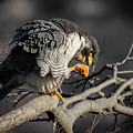 Peregrine Falcon on a Favorite Perch