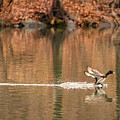 Scaup on the water.
